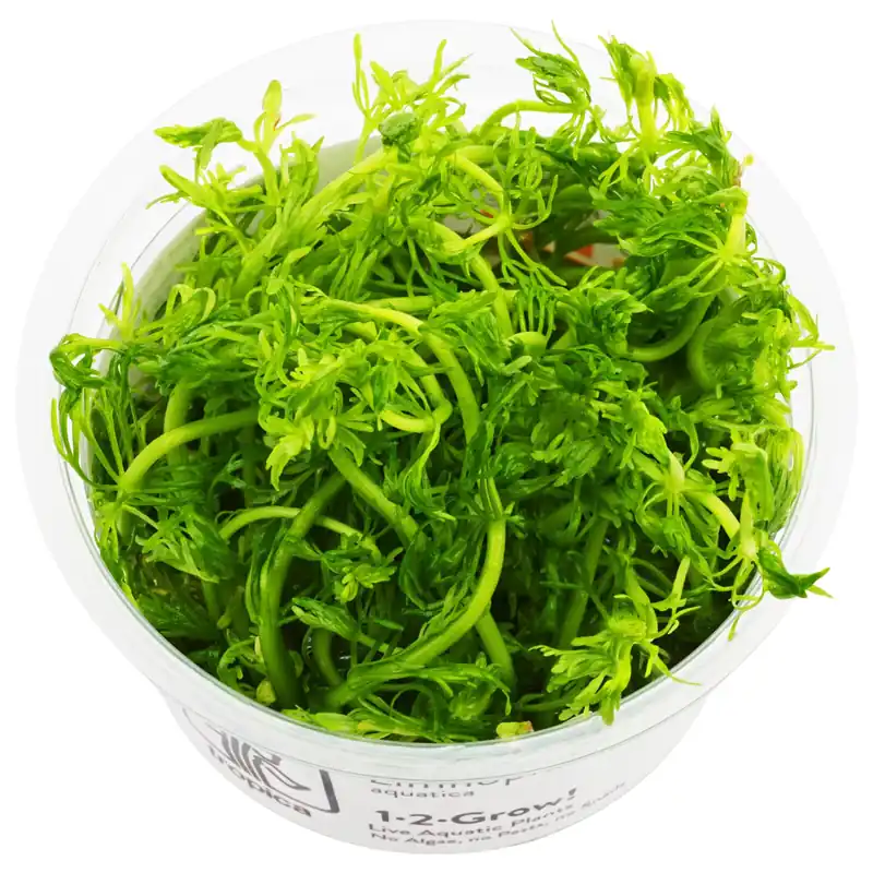 Geprüft Limnophila aquatica Schwierigkeit