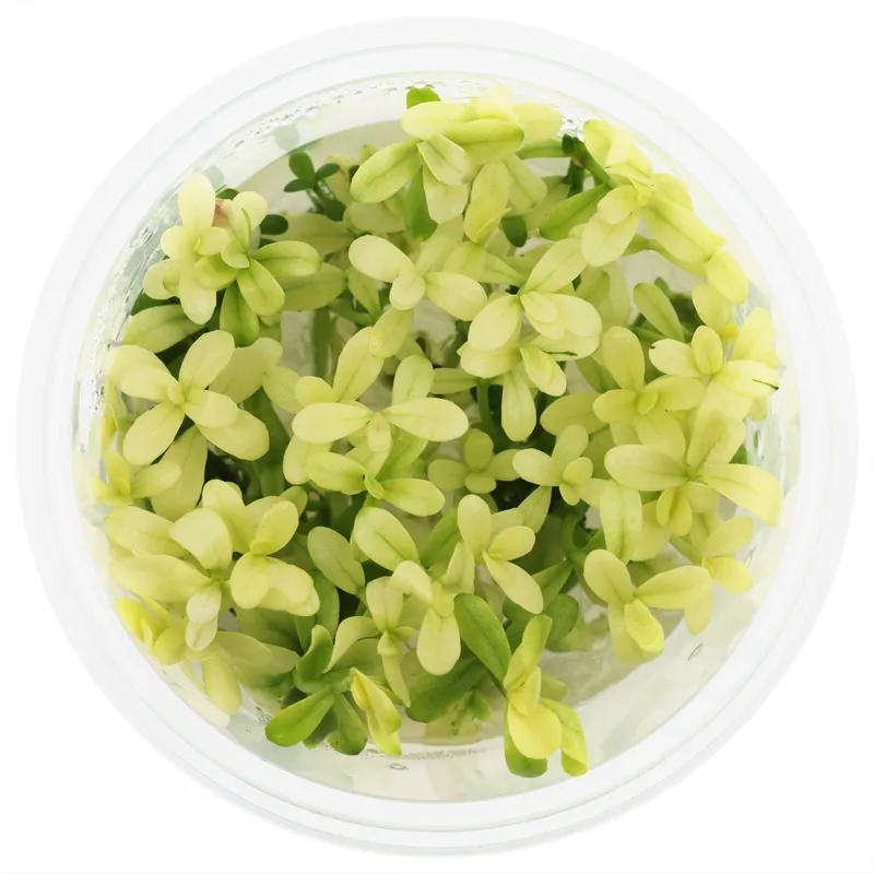 Bacopa monnieri 'Compact White' Schwierigkeit Wochenendangebot