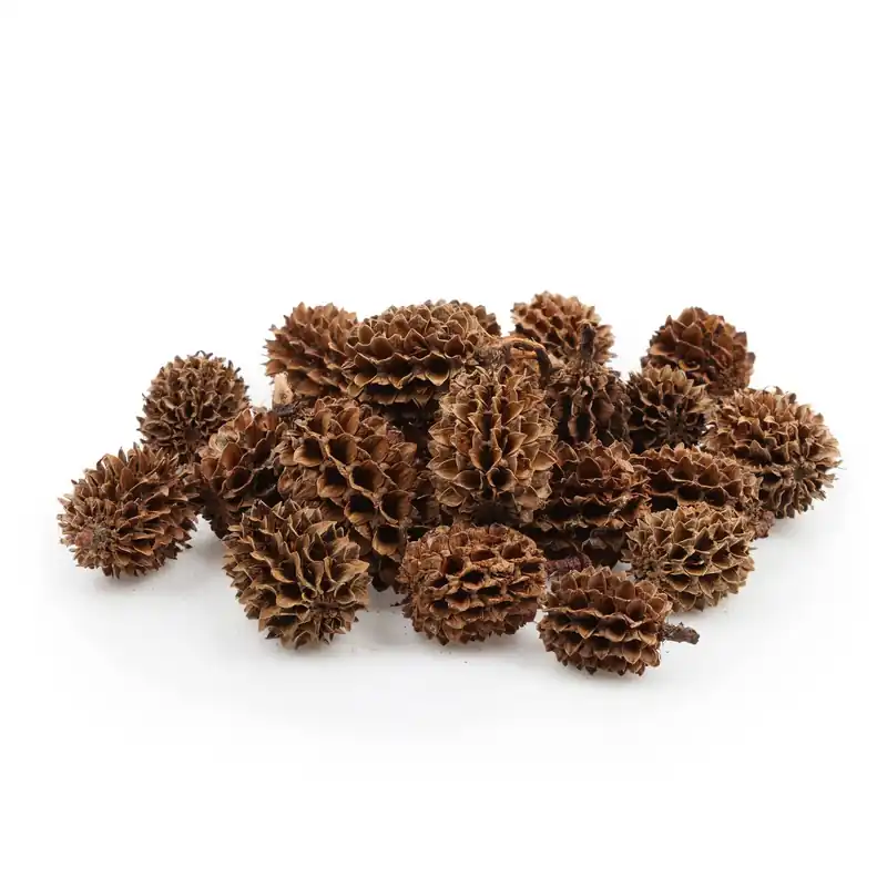 Neue Ware Casuarina Cones 25 g