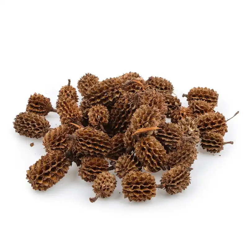 Mega-Angebot Casuarina Cones 25 g