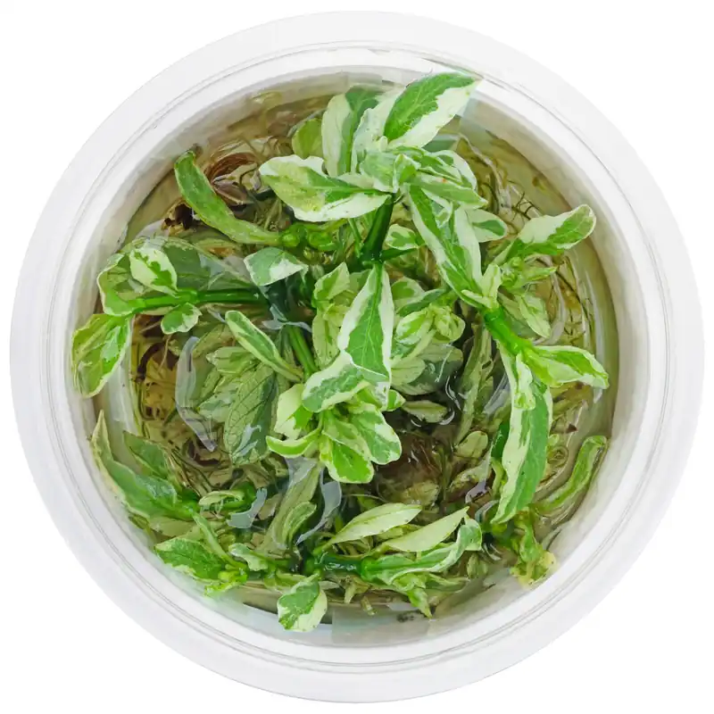 Beliebt Hygrophila polysperma 'White' Schwierigkeit