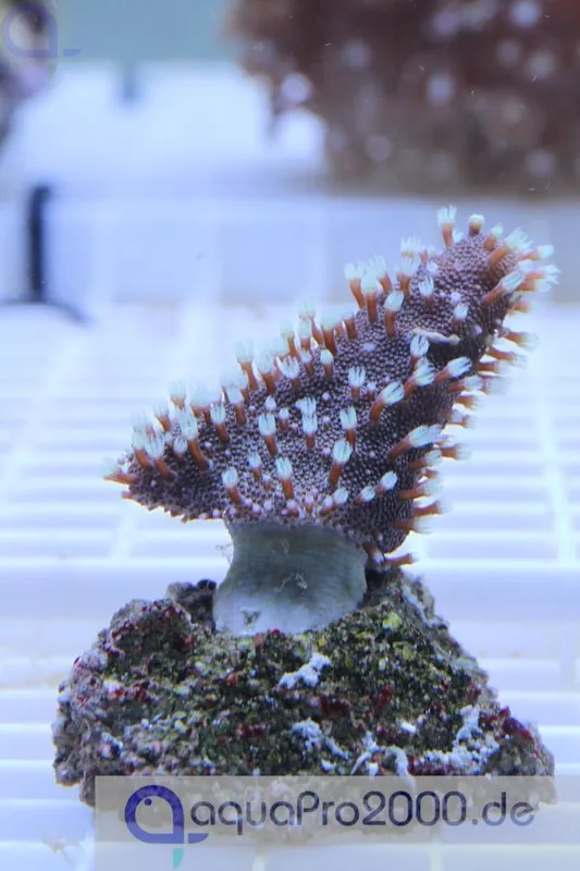 Lobophytum sp. - Fingerlederkoralle Ableger Preisknaller