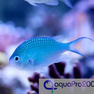 Echt Chromis viridis - grünes Schwalbenschwänzchen