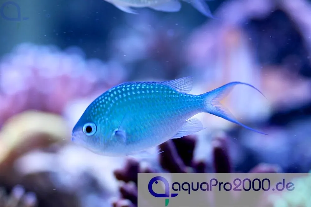 Echt Chromis viridis - grünes Schwalbenschwänzchen