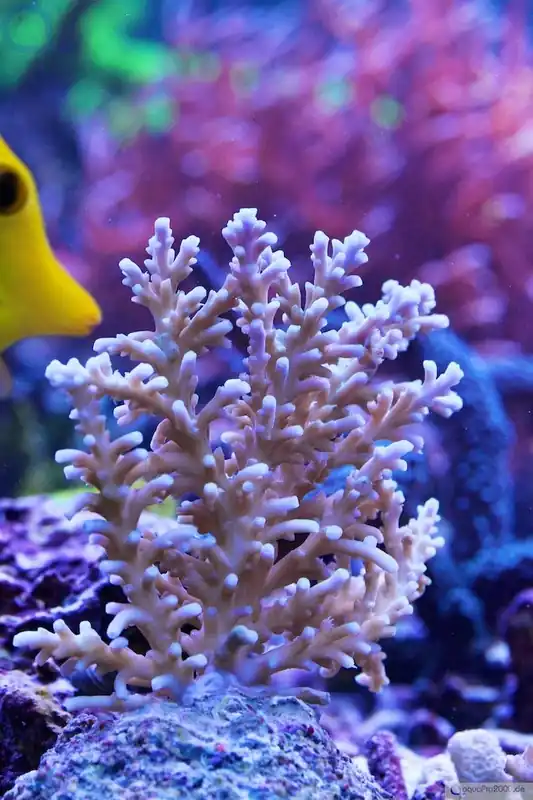 Must-Have Acropora echinata - Ice Fire