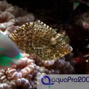 Meistverkauft Acreichthys tomentosus - Tangfeilenfisch M