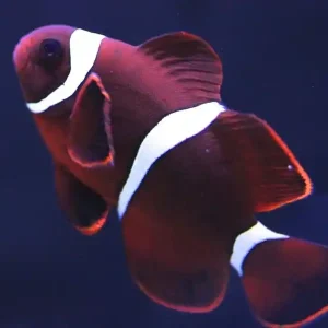 Amphiprion (Premnas) biaculeatus - Samtanemonenfisch - Nachzucht Schneller Versand