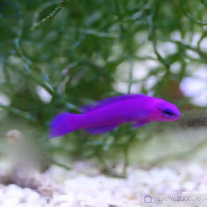 Pseudochromis fridmani - König-Salomon Zwergbarsch - NZ Online Kaufen