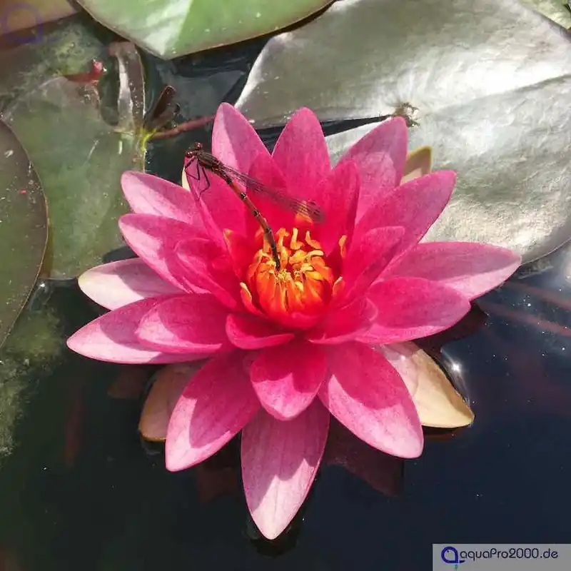 Seerose rot - Nymphaea Attraction Preisreduziert