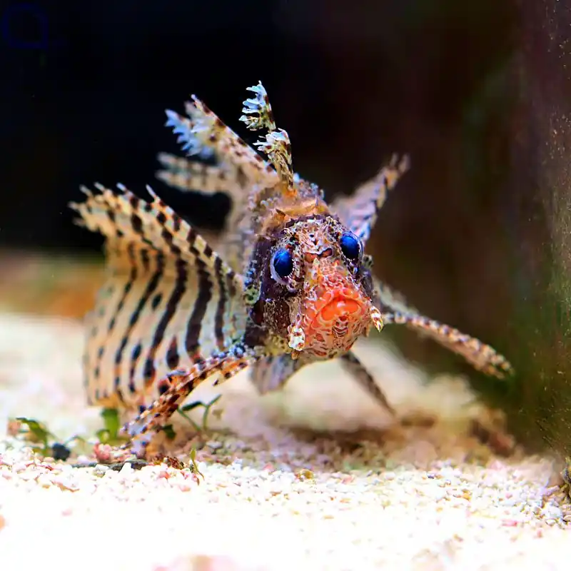 Preisknaller Dendrochirus brachypterus - Kurzflossen-Zwergfeuerfisch