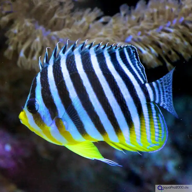 Paracentropyge multifasciata - Zebra-Zwergkaiserfisch Ausverkauf
