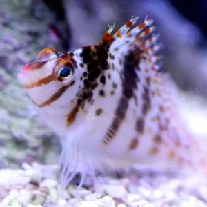 Echt Cirrhitichthys falco - Falks Korallenwächter - Zwergkorallenwächter