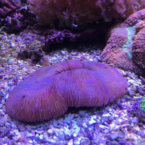 Polyphyllia talpina - Seezunge #906 Nur Für Kurze Zeit