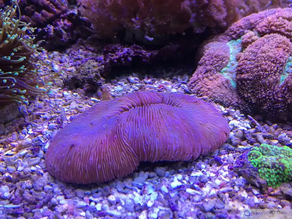 Polyphyllia talpina - Seezunge #906 Nur Für Kurze Zeit