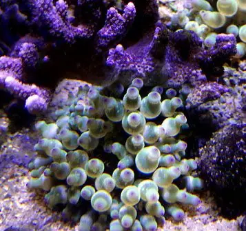 Cribrinopsis crassa - Mini-Anemone Aktuell