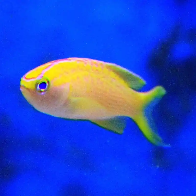 Neu Im Sortiment Pyronotanthias parvirostris - Diadem Fahnenbarsch