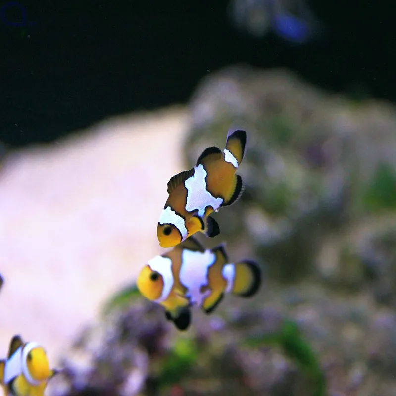 Echt Amphiprion ocellaris - Zuchtform Snowflake - PAAR