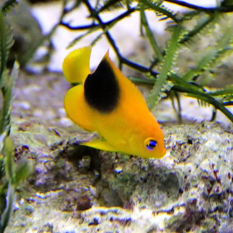 Abverkauf Holacanthus tricolor - Felsenschönheit