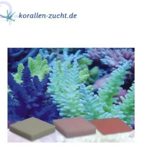 Korallenzucht Automatic Elements Kaliumjodid Fluor Konz. 10 Stck Sonderaktion
