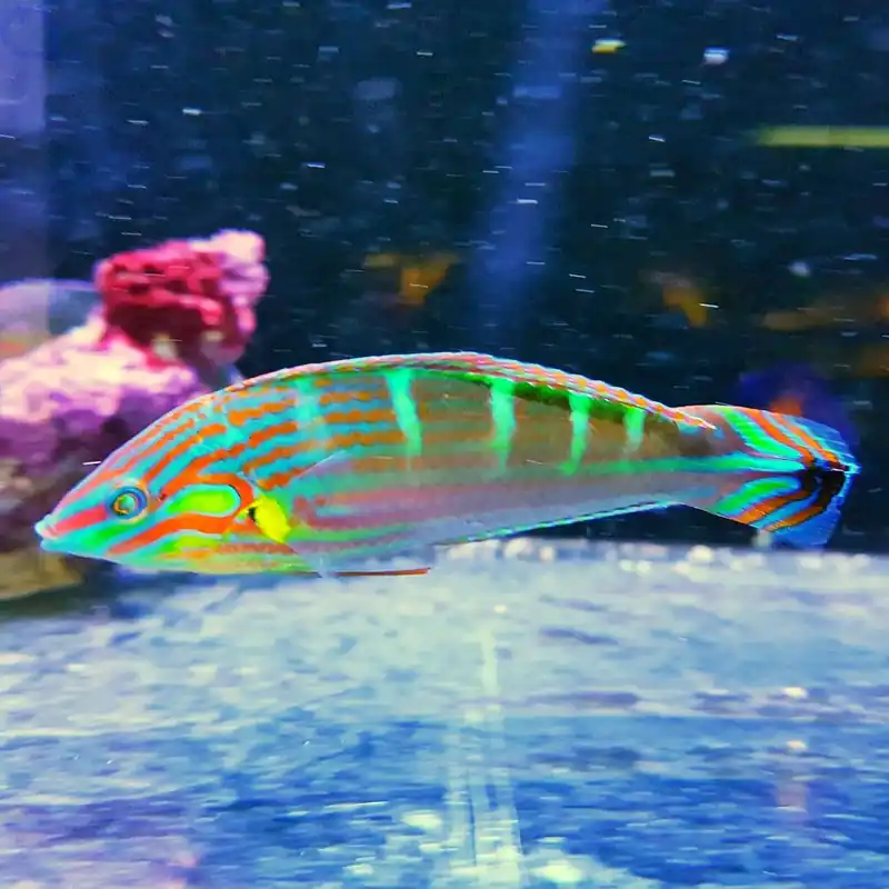 Halichoeres melanurus - Regenbogenlippfisch Highlight