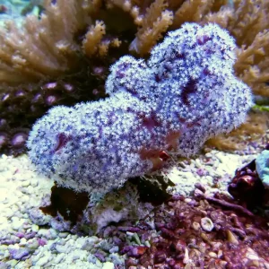 Dendronephthya sp. - Lila-Weiß - Weichkoralle Must-Have