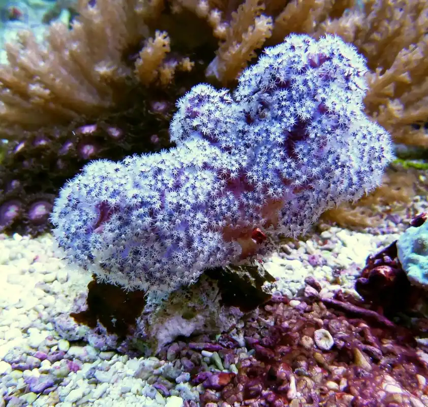 Dendronephthya sp. - Lila-Weiß - Weichkoralle Must-Have
