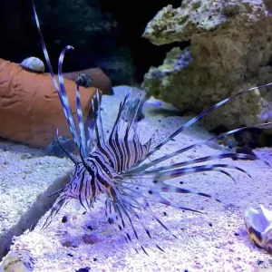 Markenprodukt Pterois volitans/miles - Rotfeuerfisch