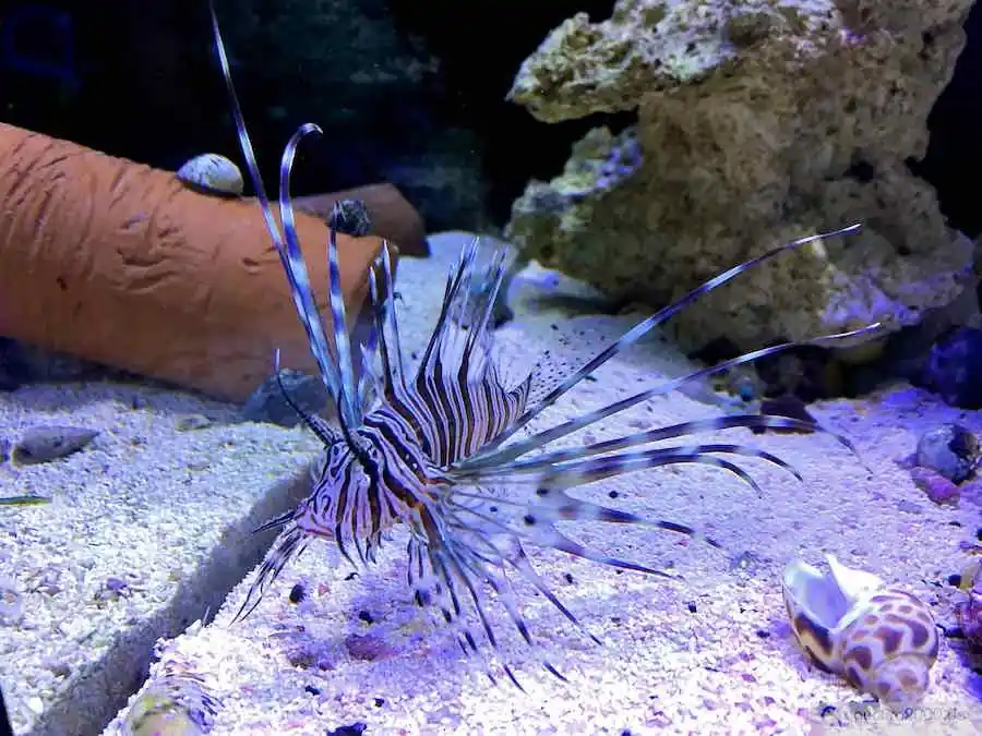 Markenprodukt Pterois volitans/miles - Rotfeuerfisch