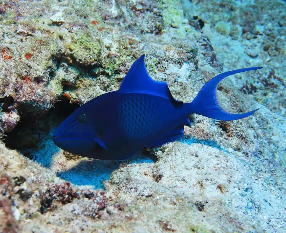 Begrenztes Angebot Odonus niger - Rotzahn Drückerfisch