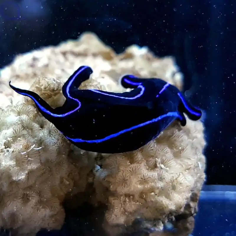 Chelidonura varians Veränderliche Kopfschildschnecke Markenware