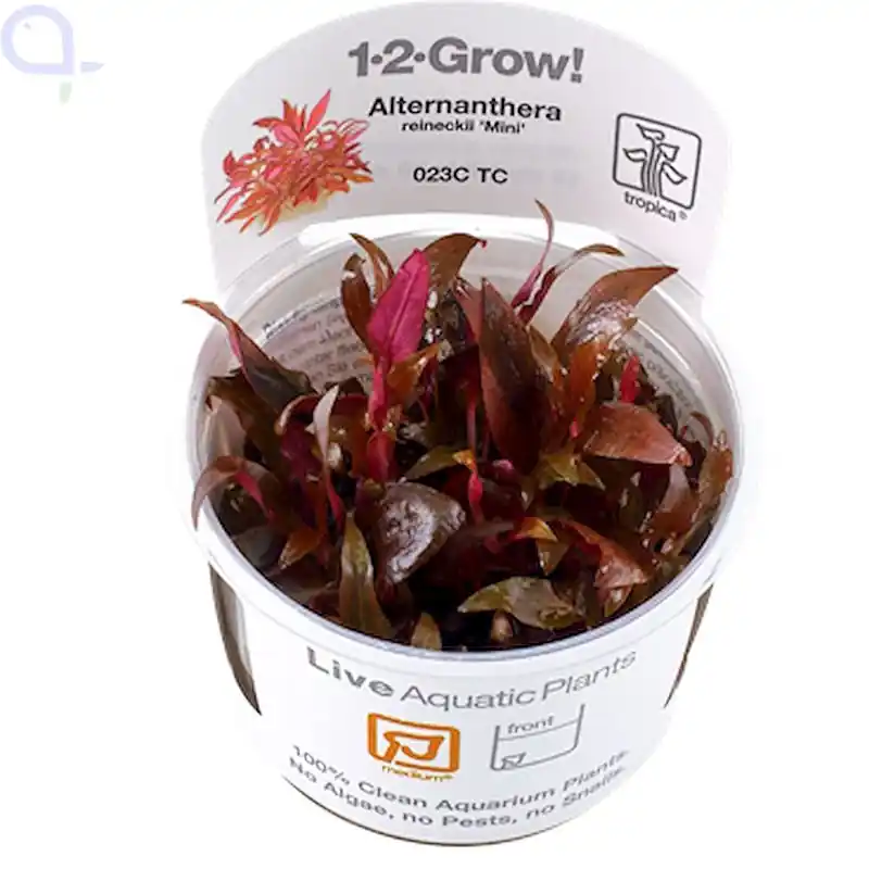 Direktkauf Alternanthera reineckii mini - Mini-Papageienblatt - 1-2-Grow
