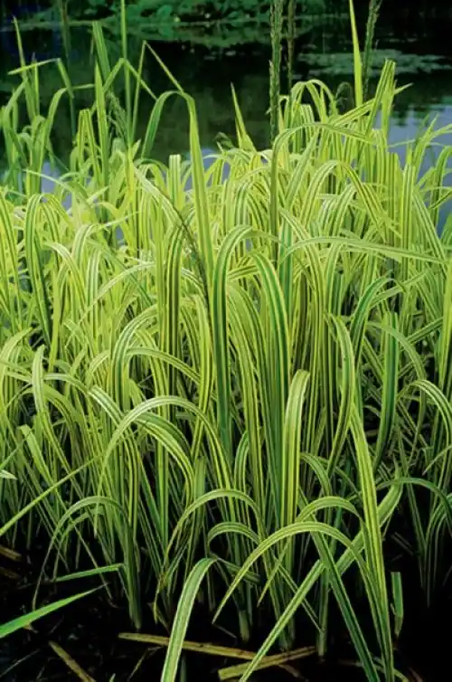 Neue Ware Glyceria maxima - Bunter Wasserschwaden
