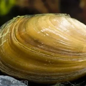 Neu Teichmuschel - Anodonta cygnea 10 - 15 cm