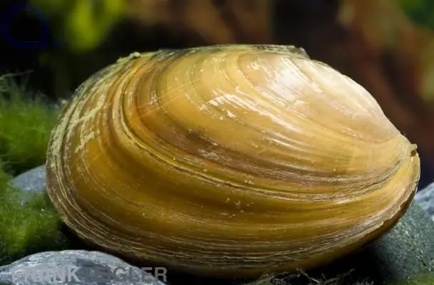 Neu Teichmuschel - Anodonta cygnea 10 - 15 cm