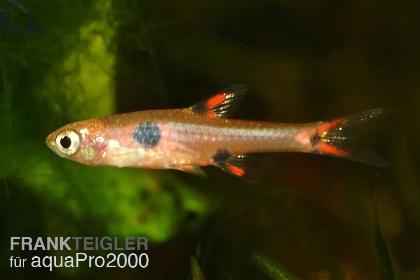 Günstig Zwergbärbling - Boraras maculatus