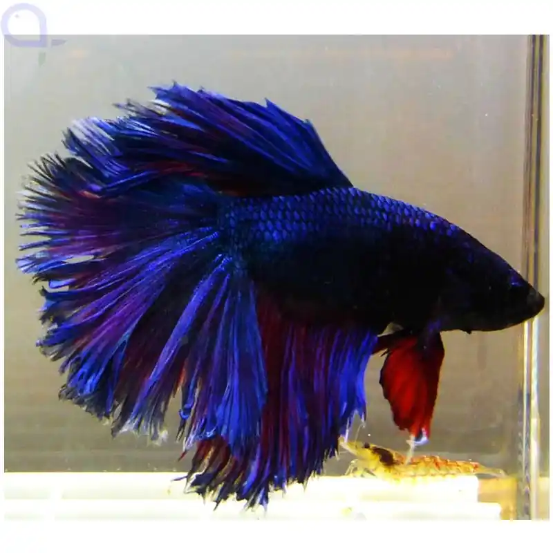 Bestpreis Kampffisch Halfmoon Blau-Lila - Männchen - Betta splendens