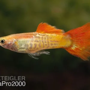 Zertifiziert Guppy Zucht-Mix - Poecilia reticulata - 1M 2W