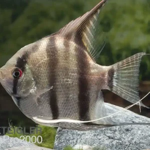Skalar - Pterophyllum scalare - Naturform Aktuell