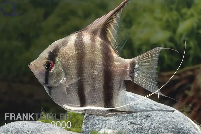 Skalar - Pterophyllum scalare - Naturform Aktuell