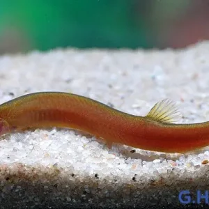 Zimtfarbenes Dornauge - Pangio pangia Neu Im Sortiment