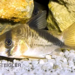 Saisonangebot Kopfbinden-Panzerwels - Corydoras melini