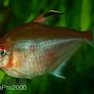 Zertifiziert Kirschflecksalmler - Hyphessobrycon socolofi