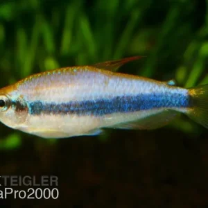 Königssalmler - Inpaichthys kerri Preiswert