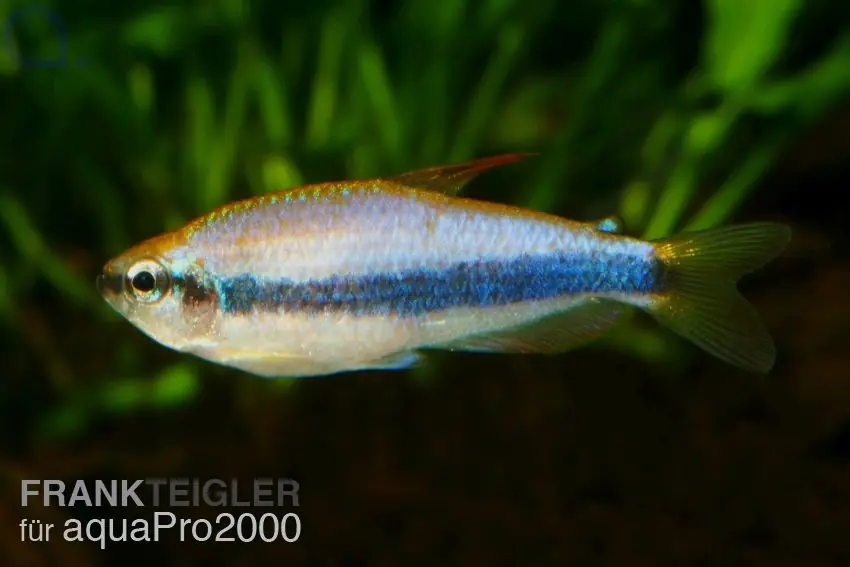 Königssalmler - Inpaichthys kerri Preiswert