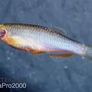 Zertifiziert Schillerbärbling - Danio albolineatus