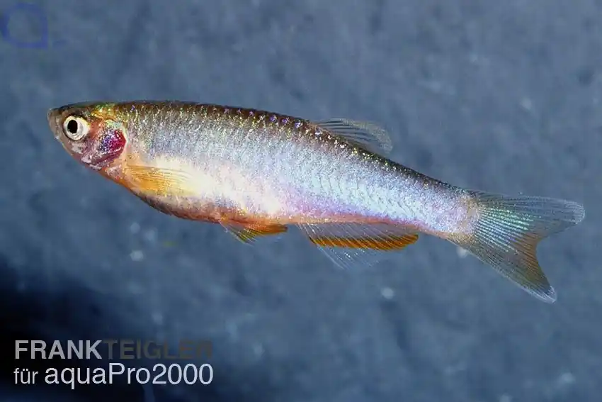 Zertifiziert Schillerbärbling - Danio albolineatus