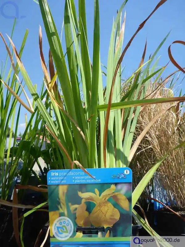 Meistverkauft Iris pseudacorus - Sumpf Schwertlilie 9x9 cm