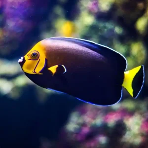 Schnäppchen Chaetodontoplus conspicillatus - Kragen-Samtkaiserfisch