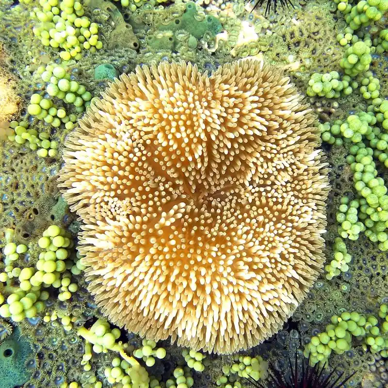 Stichodactyla helianthus - Sonnenanemone (Cuba) Direkt Vom Hersteller