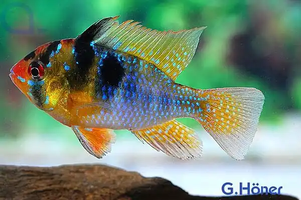 Blauer Schmetterlingsbuntbarsch - Mikrogeophagus ramirezi Neu